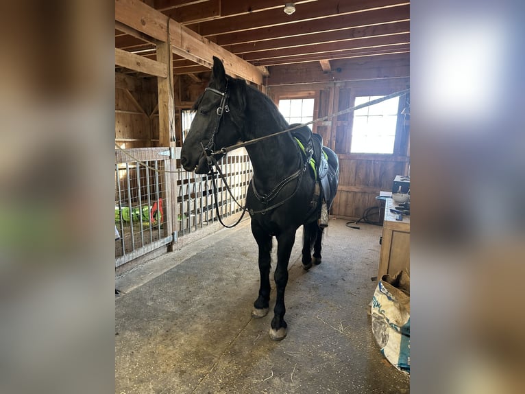 Friesen Mix Wallach 7 Jahre Rappe in Akron