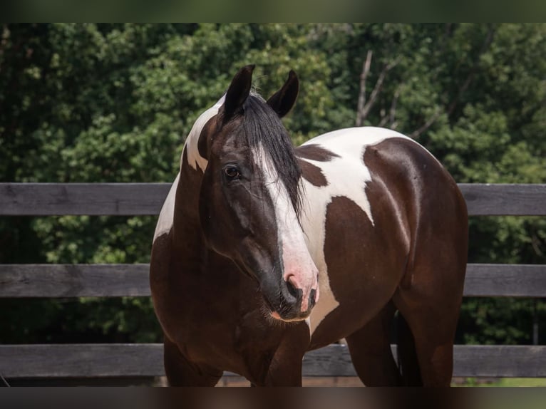 Friesen Mix Wallach 7 Jahre Schecke in Clover