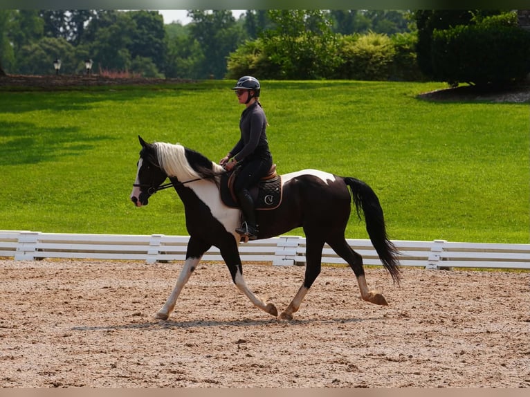 Friesen Mix Wallach 7 Jahre Schecke in Clover