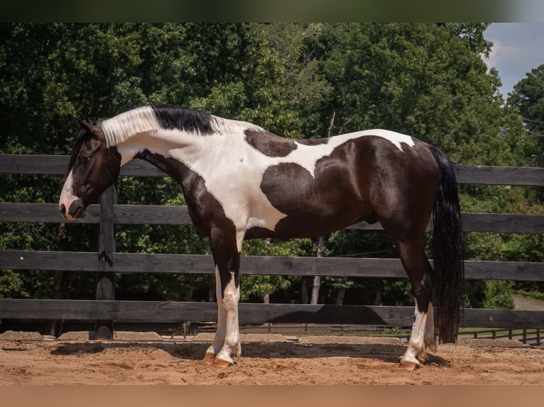 Friesen Mix Wallach 7 Jahre Schecke in Clover