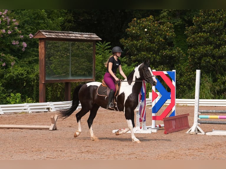 Friesen Mix Wallach 7 Jahre Schecke in Clover