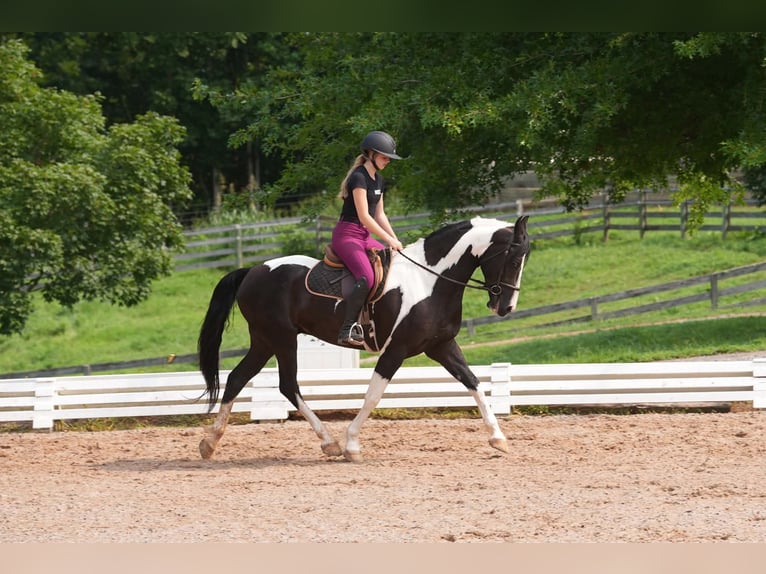 Friesen Mix Wallach 7 Jahre Schecke in Clover