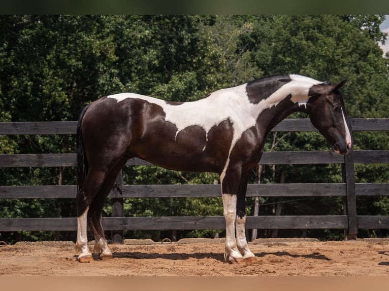 Friesen Mix Wallach 7 Jahre Schecke in Clover