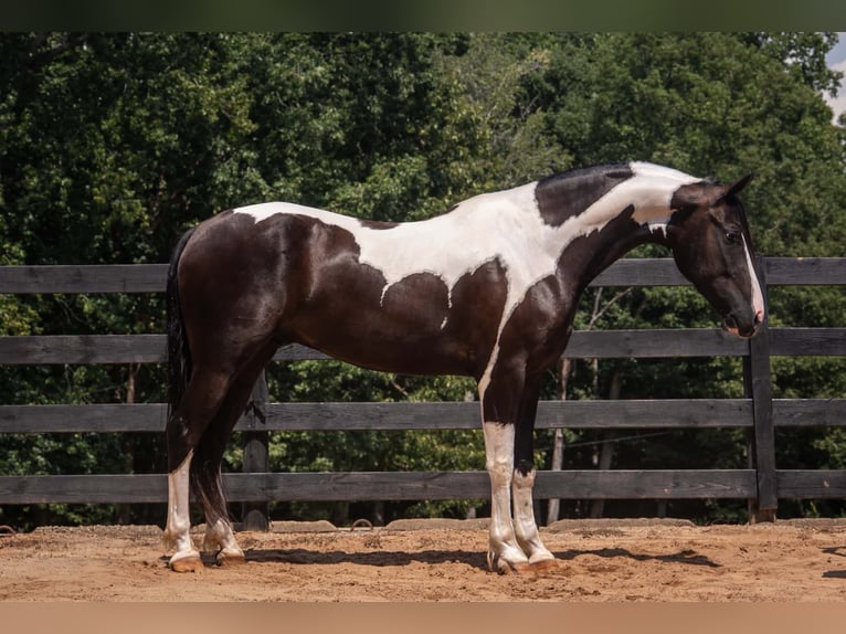 Friesen Mix Wallach 7 Jahre Schecke in Clover