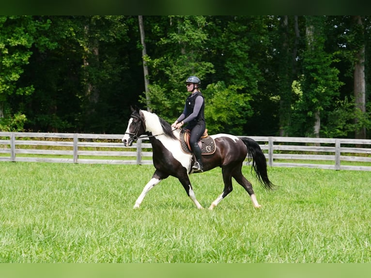 Friesen Mix Wallach 7 Jahre Schecke in Clover