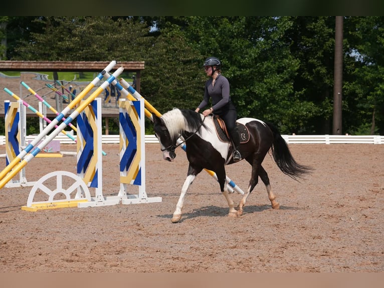 Friesen Mix Wallach 7 Jahre Schecke in Clover