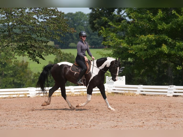 Friesen Mix Wallach 7 Jahre Schecke in Clover