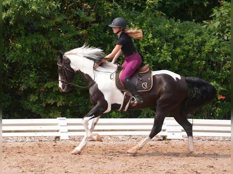 Friesen Mix Wallach 7 Jahre Schecke in Clover