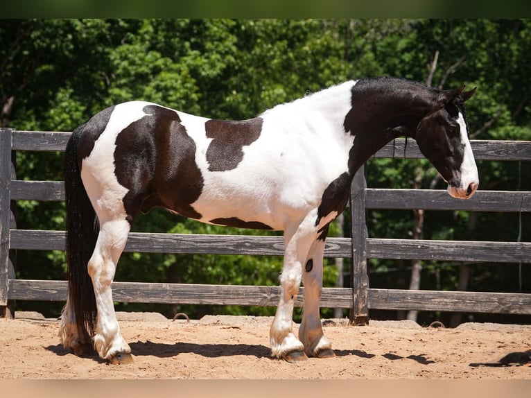 Friesen Mix Wallach 7 Jahre Schecke in Clover