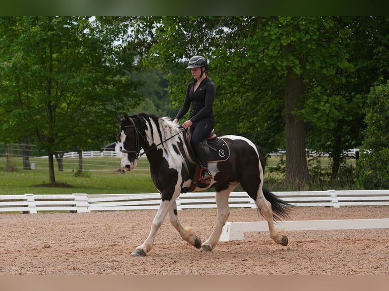 Friesen Mix Wallach 7 Jahre Schecke in Clover
