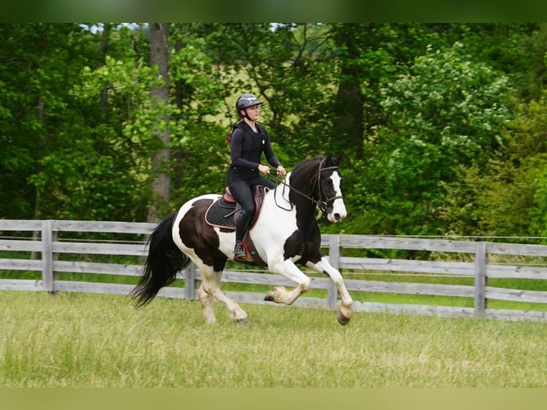 Friesen Mix Wallach 7 Jahre Schecke in Clover