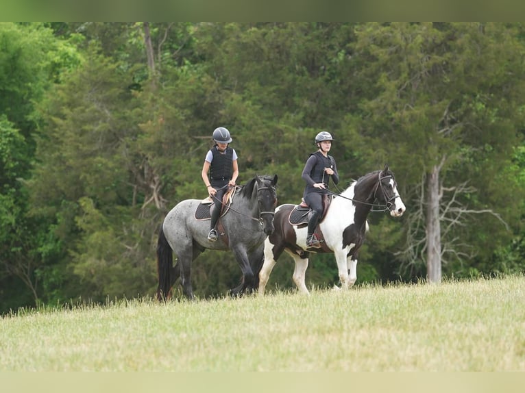 Friesen Mix Wallach 7 Jahre Schecke in Clover