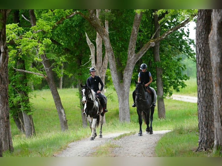 Friesen Mix Wallach 7 Jahre Schecke in Clover