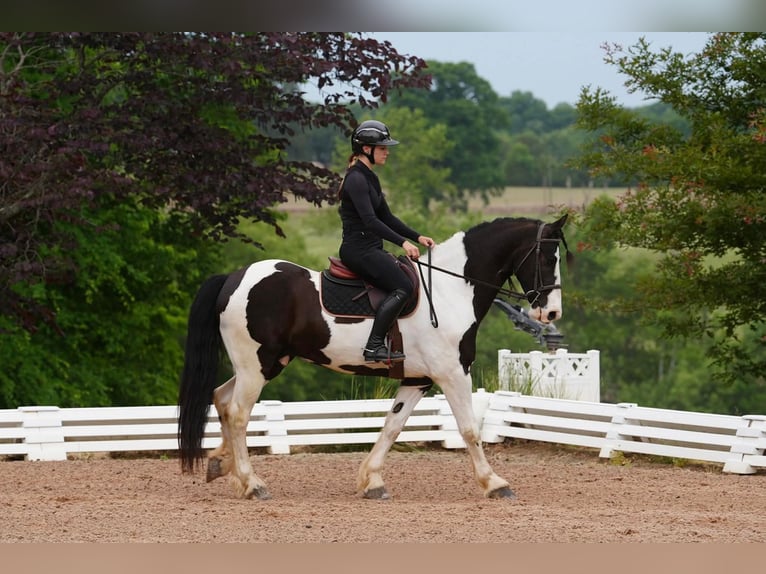 Friesen Mix Wallach 7 Jahre Schecke in Clover