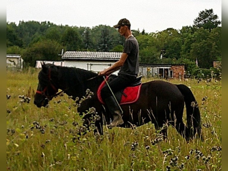 Friesen Mix Wallach 8 Jahre 150 cm Rappe in Buttst&#xE4;dt