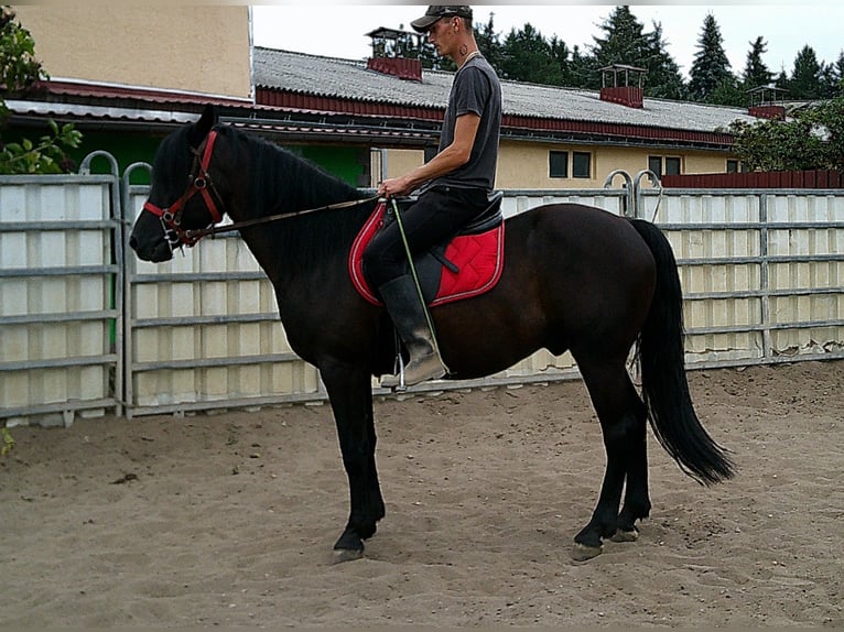 Friesen Mix Wallach 8 Jahre 150 cm Rappe in Buttst&#xE4;dt