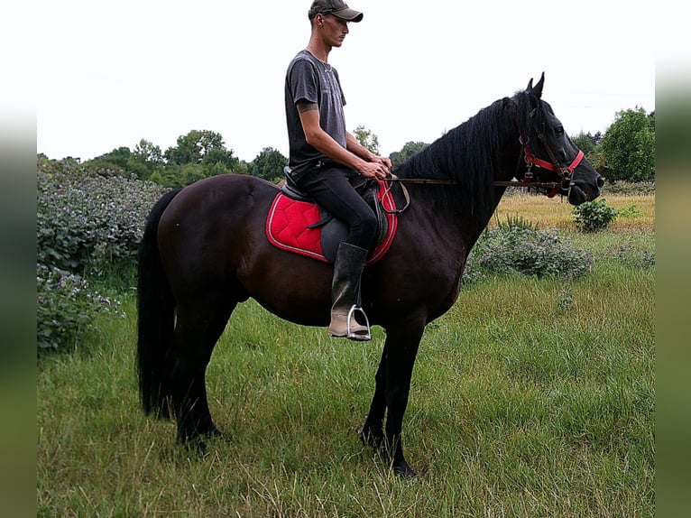 Friesen Mix Wallach 8 Jahre 150 cm Rappe in Buttst&#xE4;dt