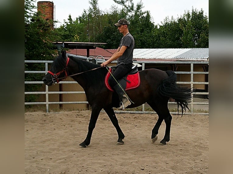 Friesen Mix Wallach 8 Jahre 150 cm Rappe in Buttst&#xE4;dt