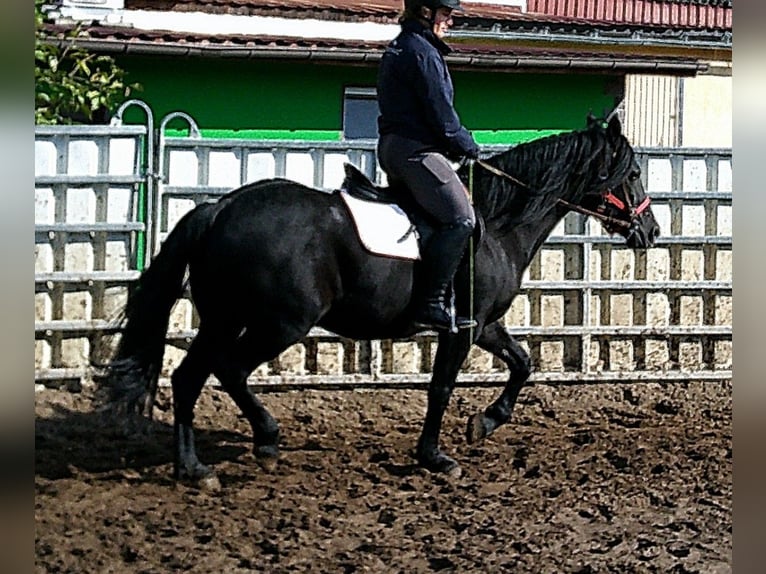 Friesen Mix Wallach 8 Jahre 150 cm Rappe in Buttst&#xE4;dt