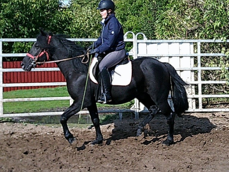 Friesen Mix Wallach 8 Jahre 150 cm Rappe in Buttst&#xE4;dt