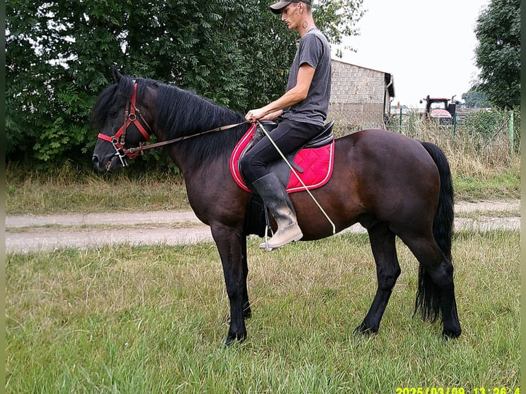 Friesen Mix Wallach 8 Jahre 150 cm Rappe in Buttst&#xE4;dt