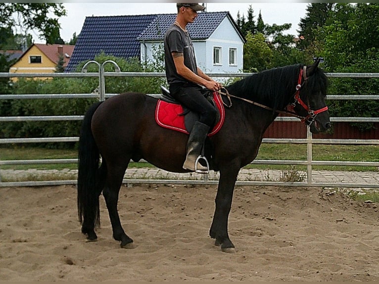 Friesen Mix Wallach 8 Jahre 150 cm Rappe in Buttst&#xE4;dt