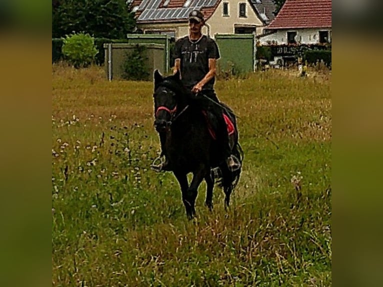 Friesen Mix Wallach 8 Jahre 150 cm Rappe in Buttst&#xE4;dt