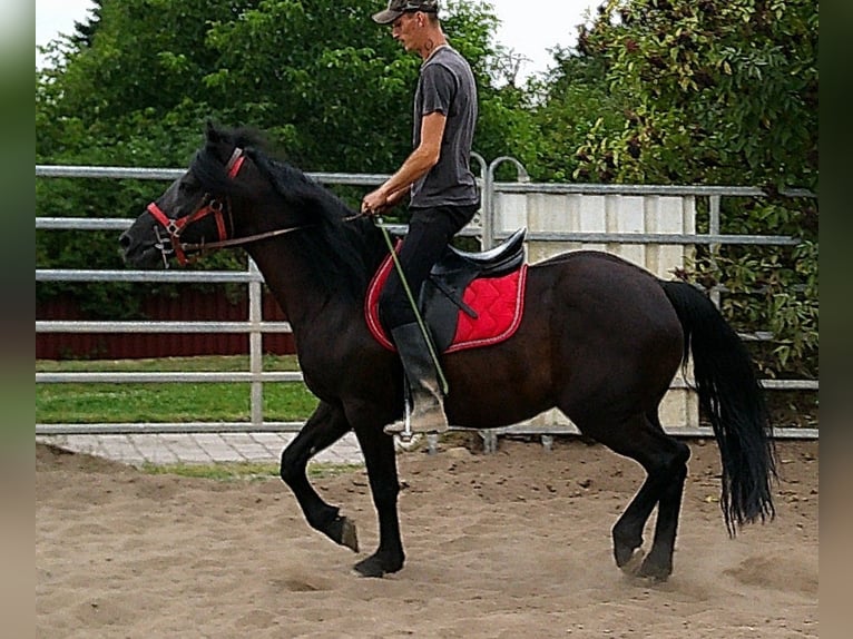 Friesen Mix Wallach 8 Jahre 150 cm Rappe in Buttst&#xE4;dt