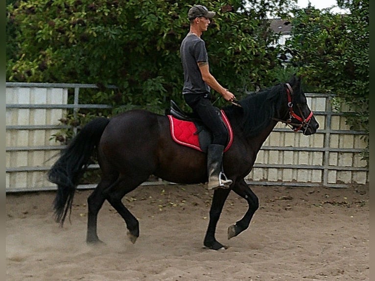 Friesen Mix Wallach 8 Jahre 150 cm Rappe in Buttst&#xE4;dt