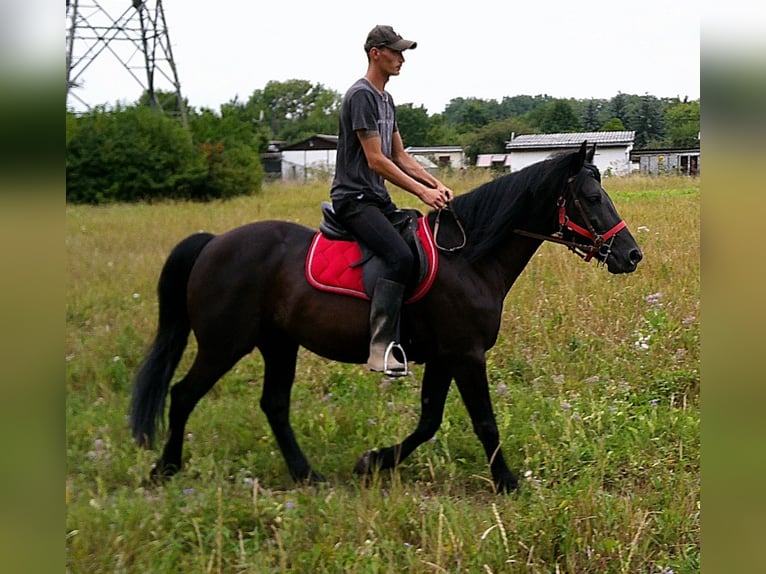 Friesen Mix Wallach 8 Jahre 150 cm Rappe in Buttst&#xE4;dt