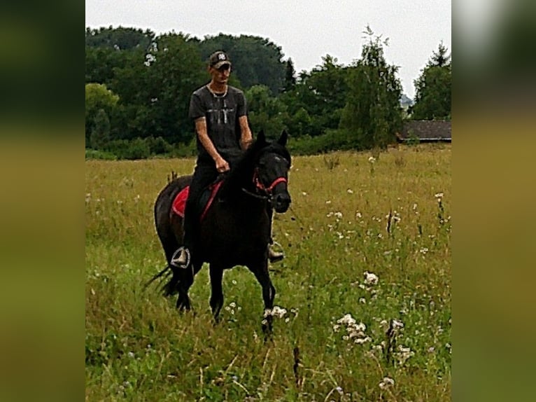 Friesen Mix Wallach 8 Jahre 150 cm Rappe in Buttst&#xE4;dt