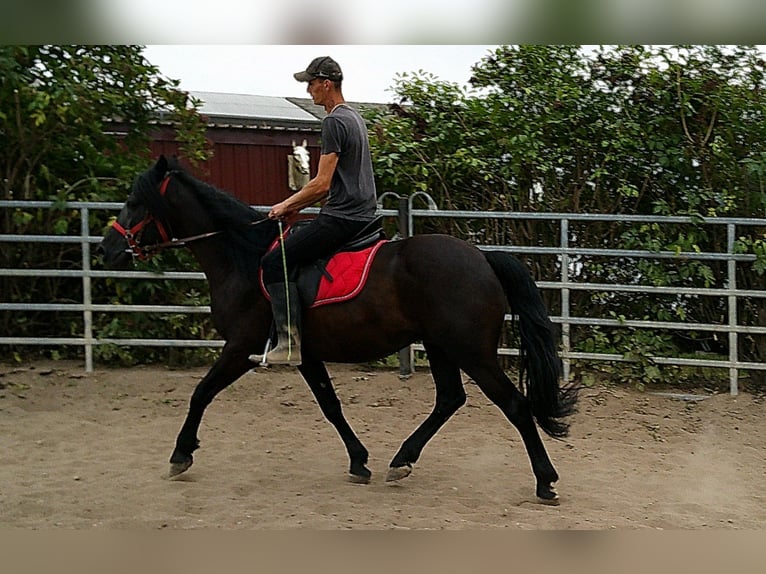 Friesen Mix Wallach 8 Jahre 150 cm Rappe in Buttst&#xE4;dt