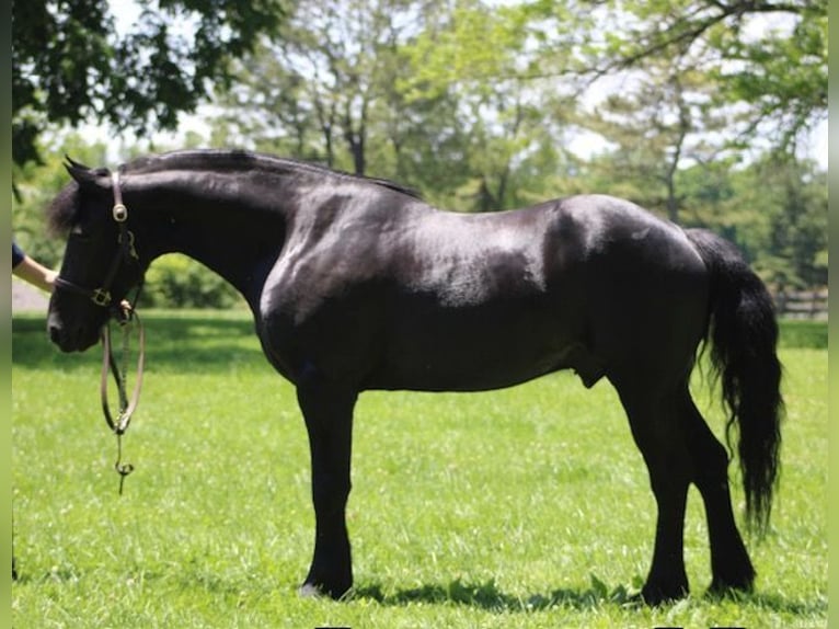 Friesen Mix Wallach 8 Jahre 150 cm Rappe in Borden