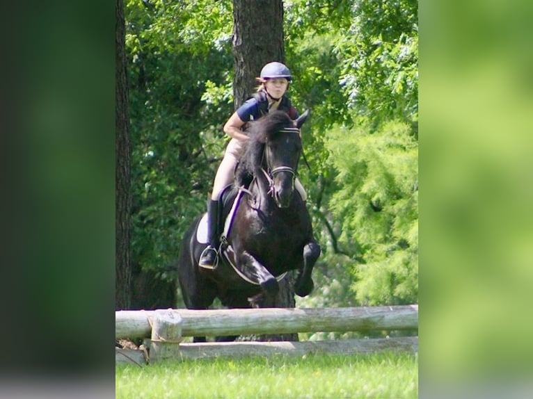 Friesen Mix Wallach 8 Jahre 150 cm Rappe in Borden