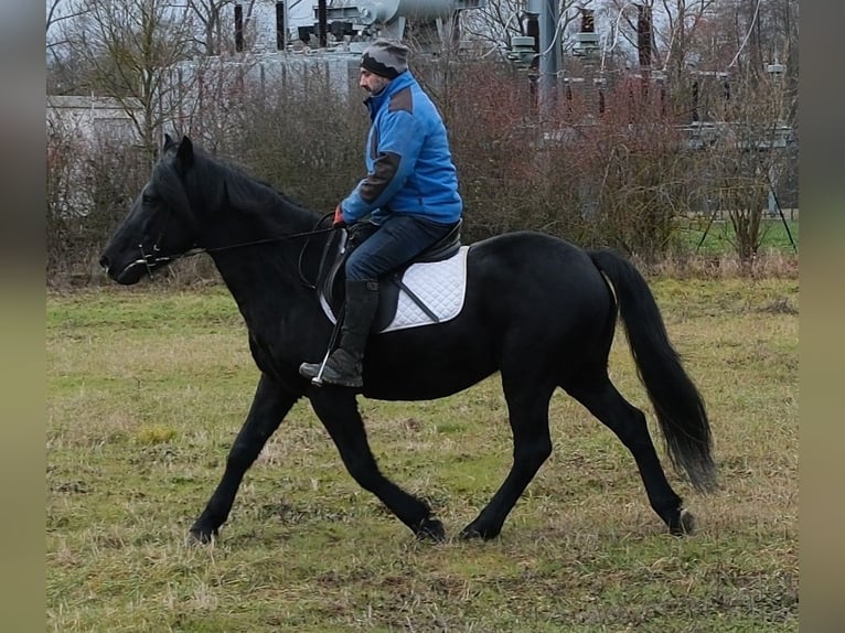 Friesen Mix Wallach 8 Jahre 152 cm Rappe in Buttst&#xE4;dt