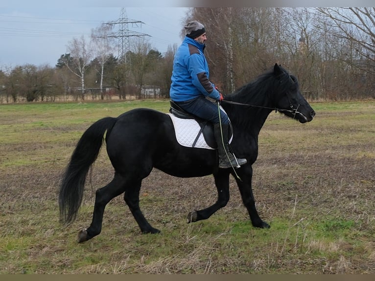 Friesen Mix Wallach 8 Jahre 152 cm Rappe in Buttst&#xE4;dt