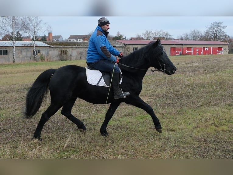 Friesen Mix Wallach 8 Jahre 152 cm Rappe in Buttst&#xE4;dt