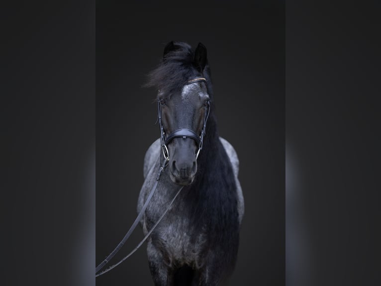 Friesen Mix Wallach 8 Jahre 152 cm Roan-Blue in Michigan City