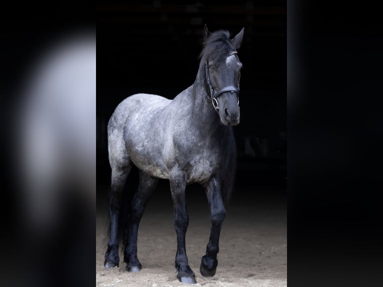 Friesen Mix Wallach 8 Jahre 152 cm Roan-Blue in Michigan City