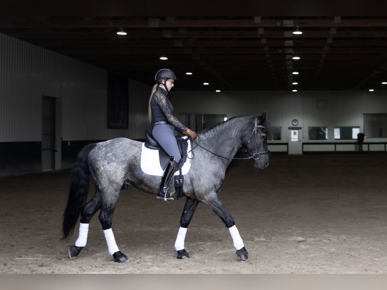 Friesen Mix Wallach 8 Jahre 152 cm Roan-Blue in Michigan City