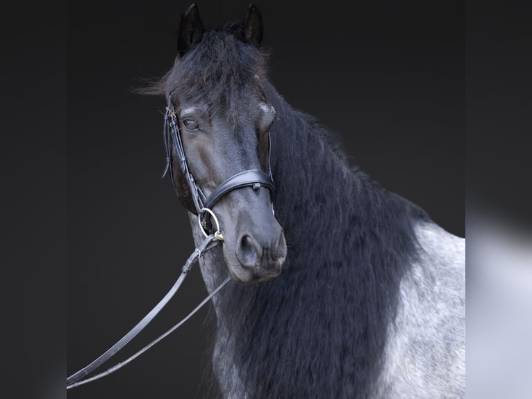 Friesen Mix Wallach 8 Jahre 152 cm Roan-Blue in Michigan City