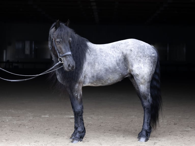 Friesen Mix Wallach 8 Jahre 152 cm Roan-Blue in Michigan City