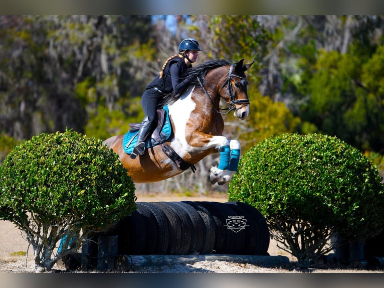 Friesen Mix Wallach 8 Jahre 157 cm Schecke in Ocala