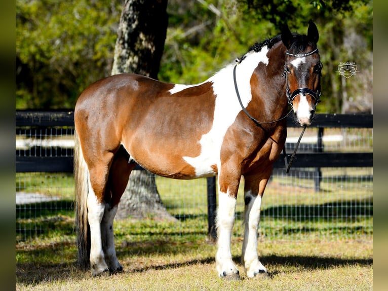 Friesen Mix Wallach 8 Jahre 157 cm Schecke in Ocala