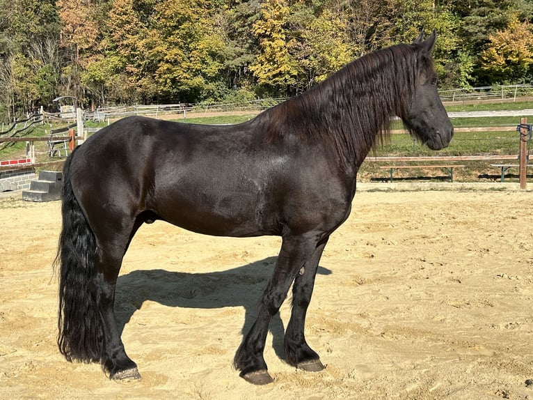 Friesen Wallach 8 Jahre 158 cm Rappe in Ursensollen
