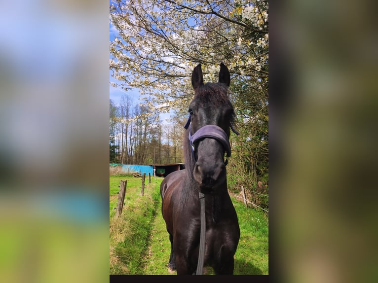 Friesen Wallach 8 Jahre 159 cm Rappe in Wilnsdorf