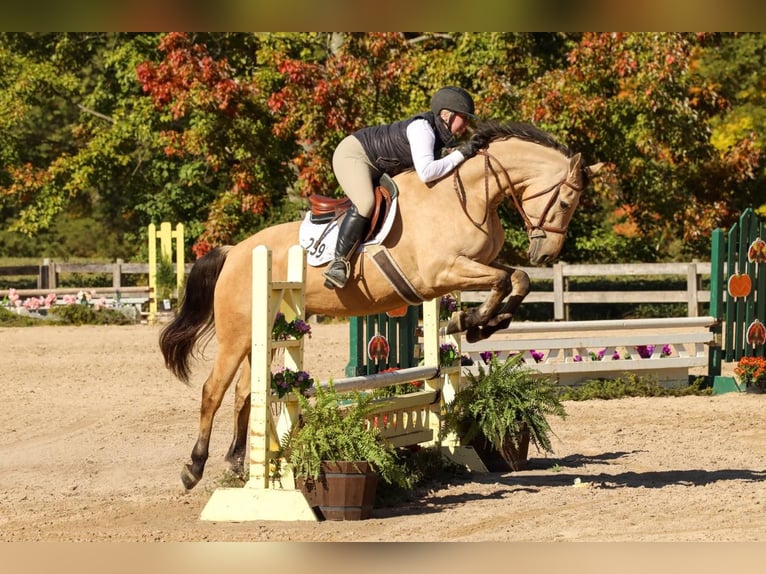 Friesen Wallach 8 Jahre 160 cm Buckskin in gOSHEN oh