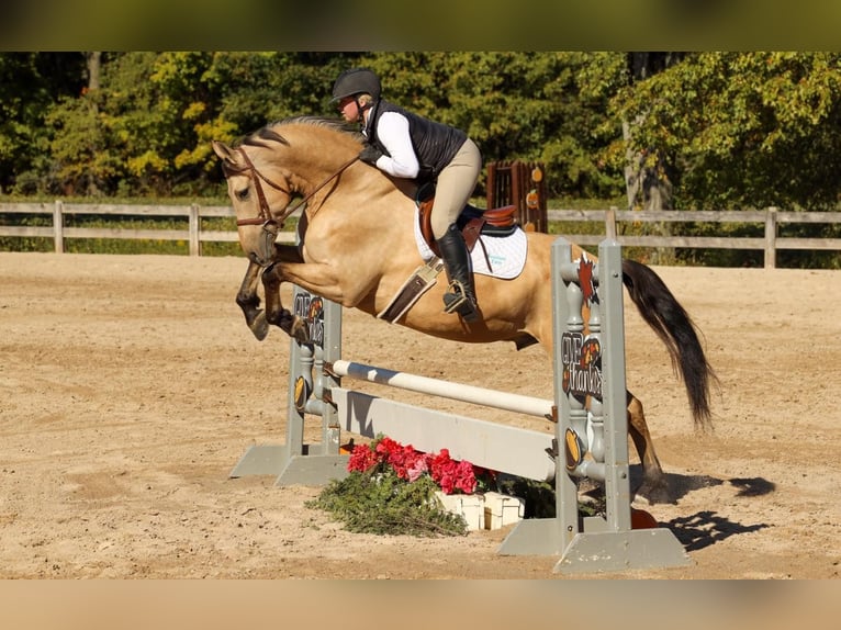 Friesen Wallach 8 Jahre 160 cm Buckskin in gOSHEN oh