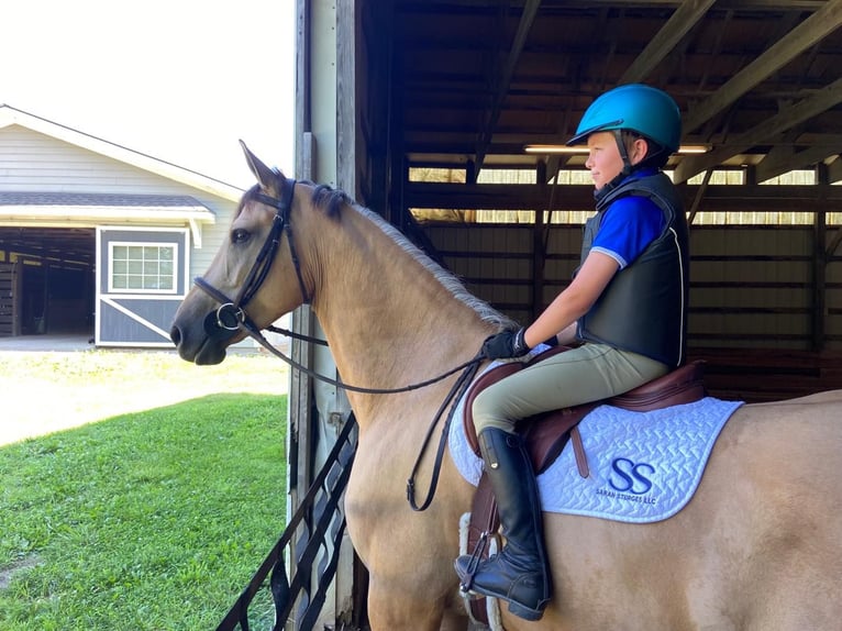 Friesen Wallach 8 Jahre 160 cm Buckskin in gOSHEN oh