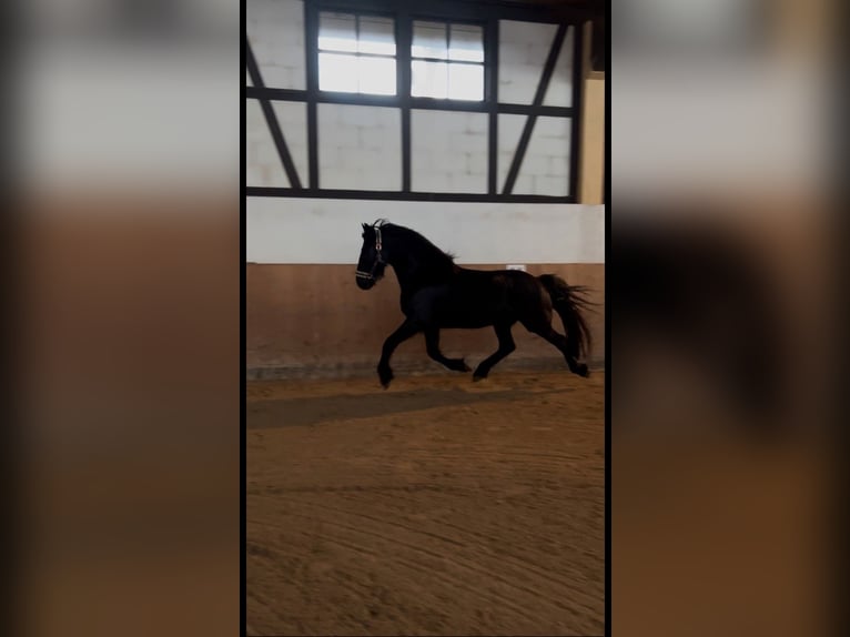 Friesen Mix Wallach 8 Jahre 160 cm Rappe in Lorch